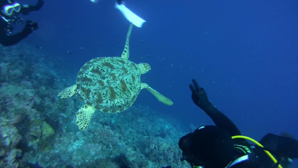 펀다이빙 및 어드벤스 교육 - 팔라우 MK다이브리조트 - 블루 코너