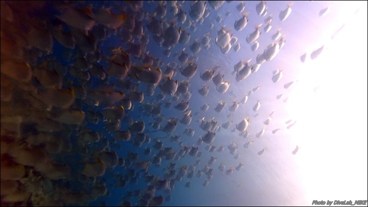 어드 항법 - CEBU - DIVELAB HOUSE REEF