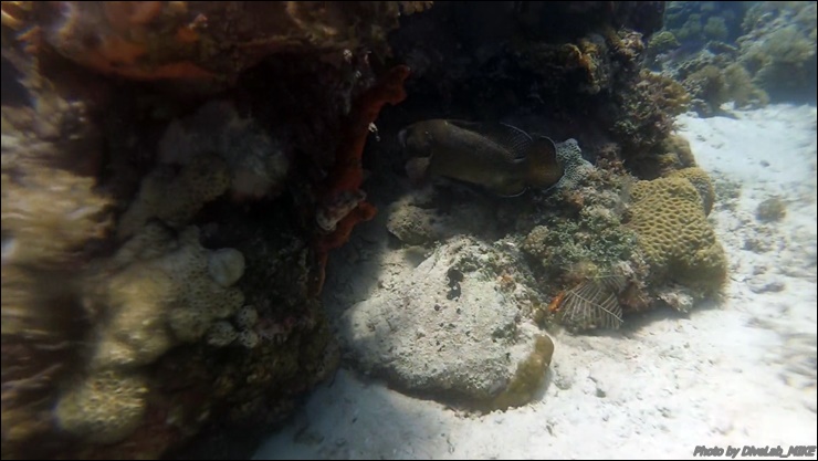 펀다이빙 리딩 - CEBU - 난루수완