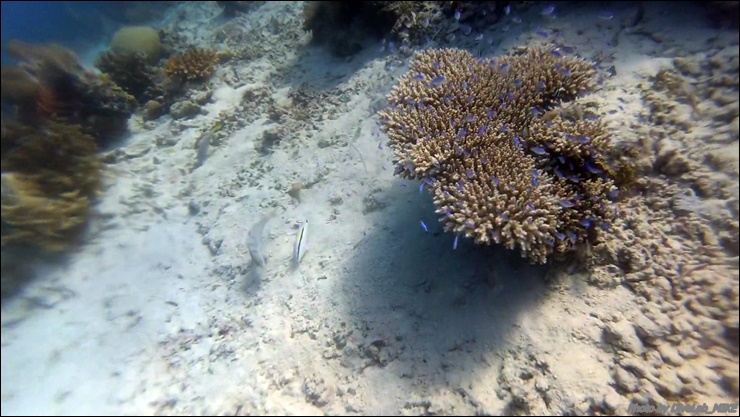 펀다이빙 리딩 - CEBU - 난루수완