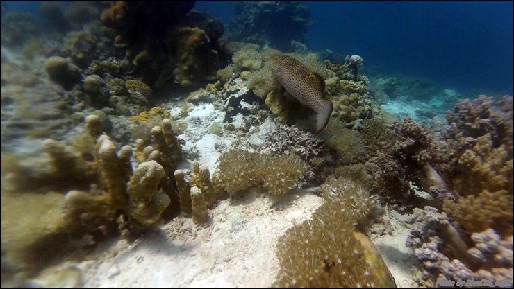 펀다이빙 리딩 - CEBU - 난루수완