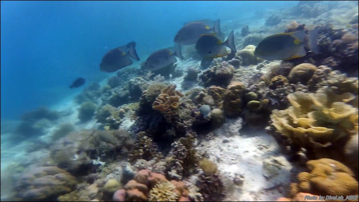 펀다이빙 리딩 - CEBU - 난루수완