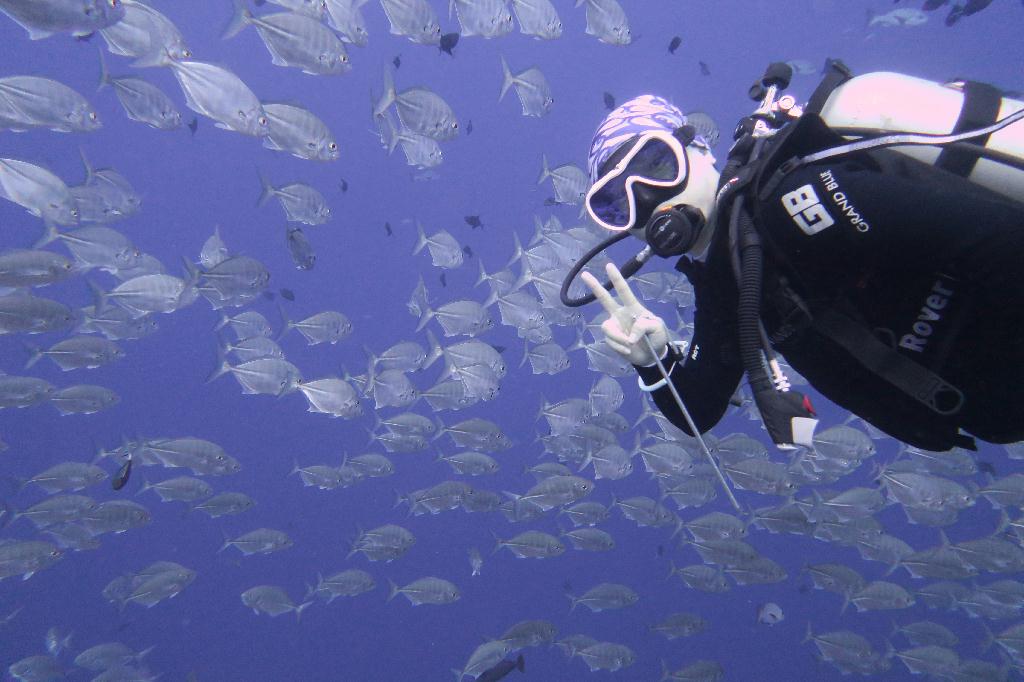 펀다이빙 - 팔라우 - blue corner