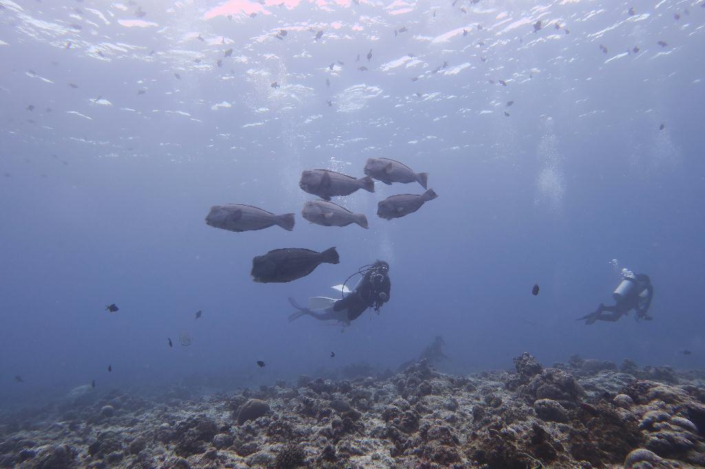 펀다이빙 - 팔라우 - blue corner