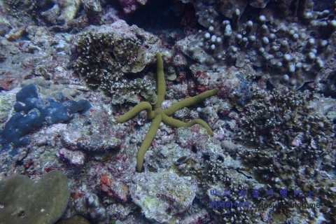 Similan M/V Camic - Koh Bon Ridge