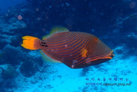 Similan M/V Camic - Anita