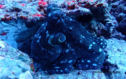 Similan M/V Camic - West of Eden