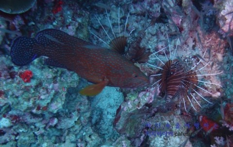 Similan M/V Camic - Koh Bon