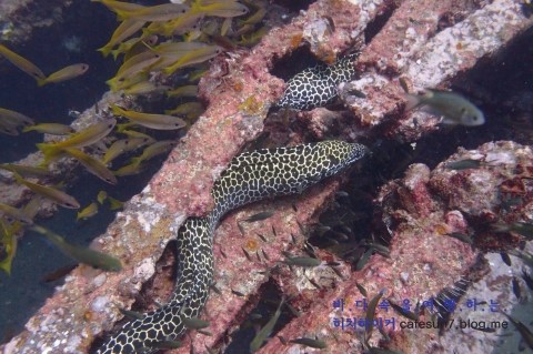 Similan M/V Camic - Boonsung Wreck