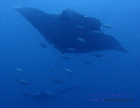 Similan M/V Camic - Koh Bon