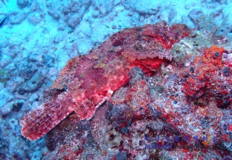 Similan M/V Camic - Turtle Rock Is.8