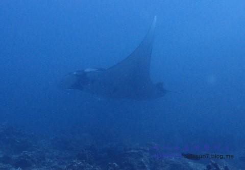 Similan M/V Camic - Koh Bon Ridge