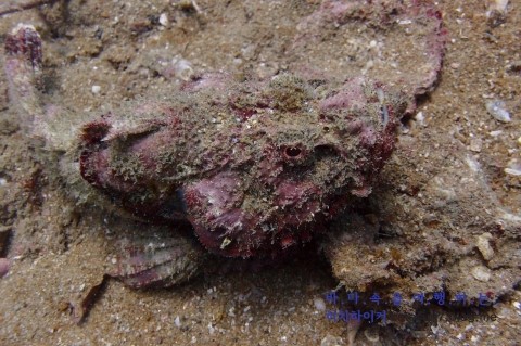 Similan M/V Camic - Boonsung Wreck