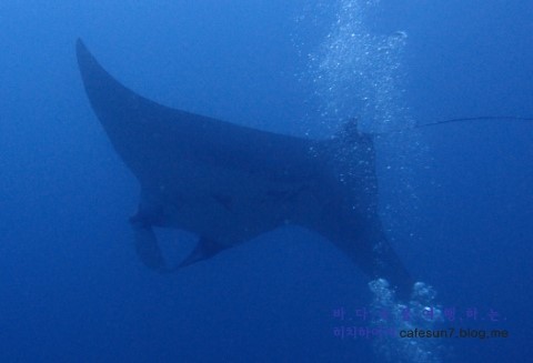 Similan M/V Camic - Koh Bon Ridge