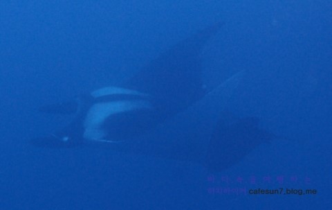 Similan M/V Camic - Koh Bon