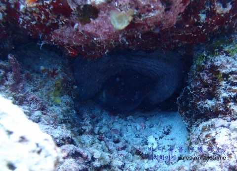 Similan M/V Camic - Anita