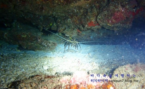 나이트다이빙 - Similan M/V Camic - Donald Duck Bay Is.8