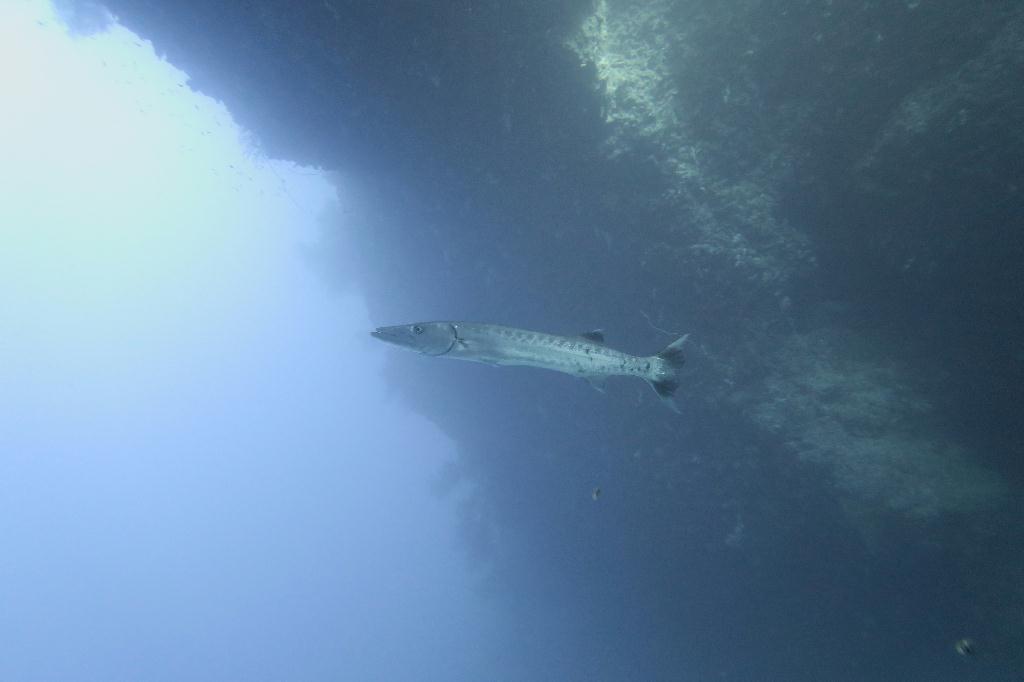 펀다이빙 - 팔라우 - blue holes