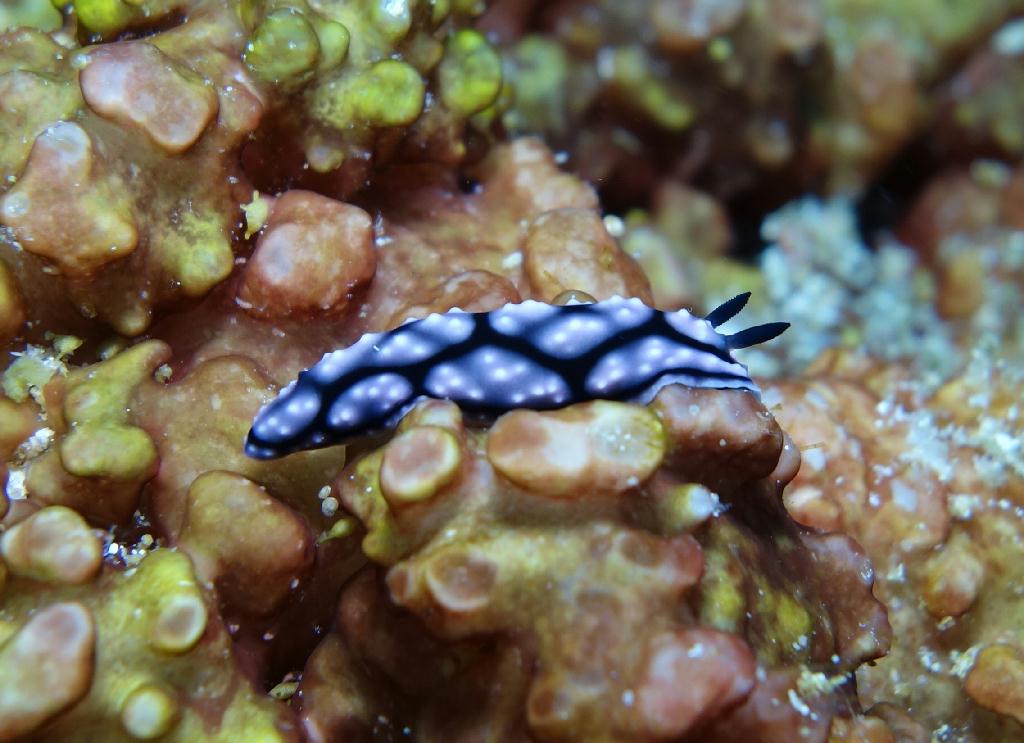 fun diving - 릴로안 #01 - 노블레스 - Tropical