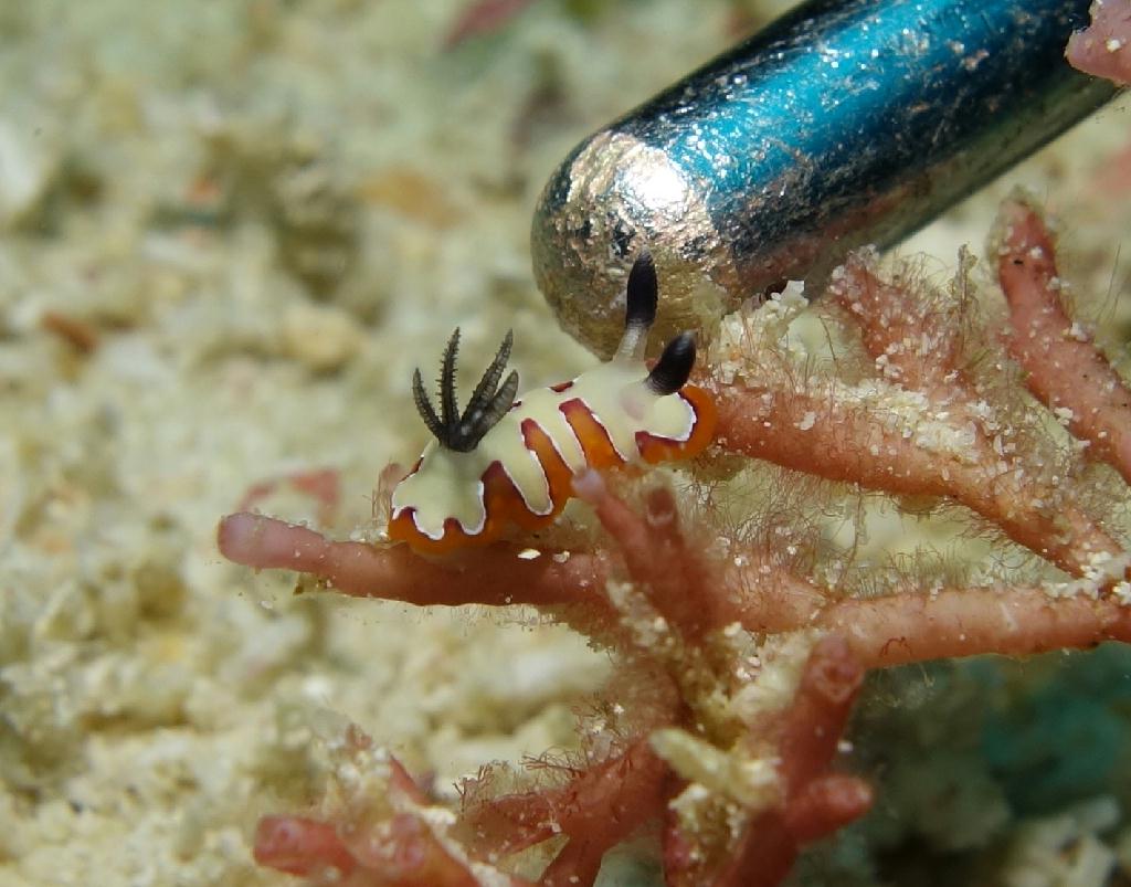 fun diving - 릴로안 #01 - 노블레스 - Tropical