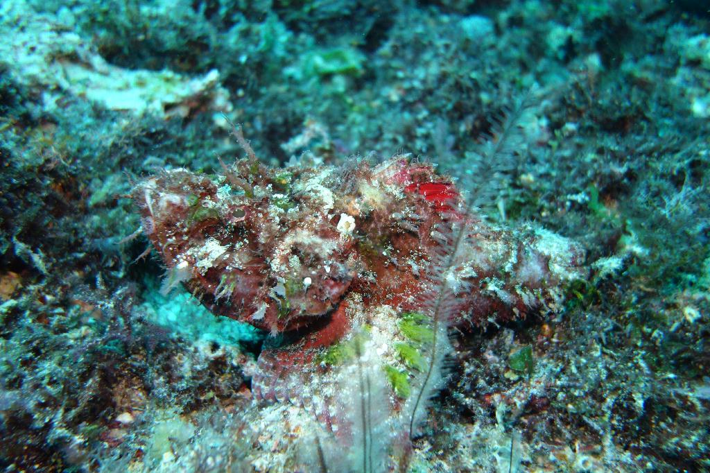 fun diving - 릴로안 #01 - 노블레스 - Tropical