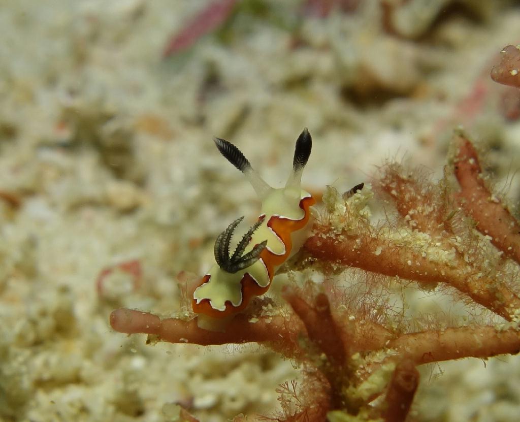 fun diving - 릴로안 #01 - 노블레스 - Tropical