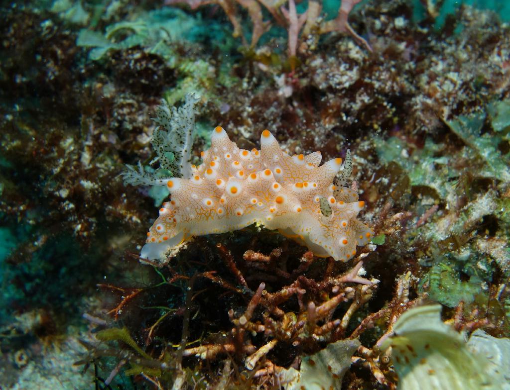 fun diving - 릴로안 #01 - 노블레스 - Tropical