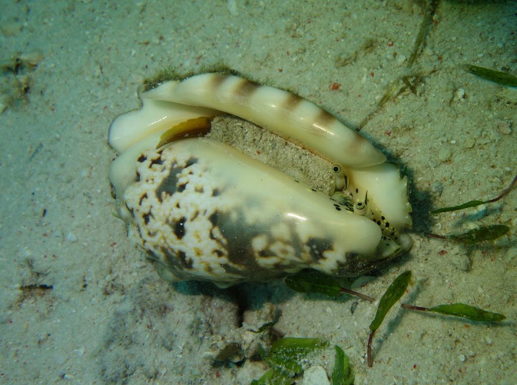 fun diving - 릴로안 #01 - 노블레스 - Tropical