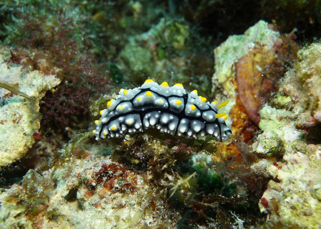 fun diving - 릴로안 #01 - 노블레스 - Tropical