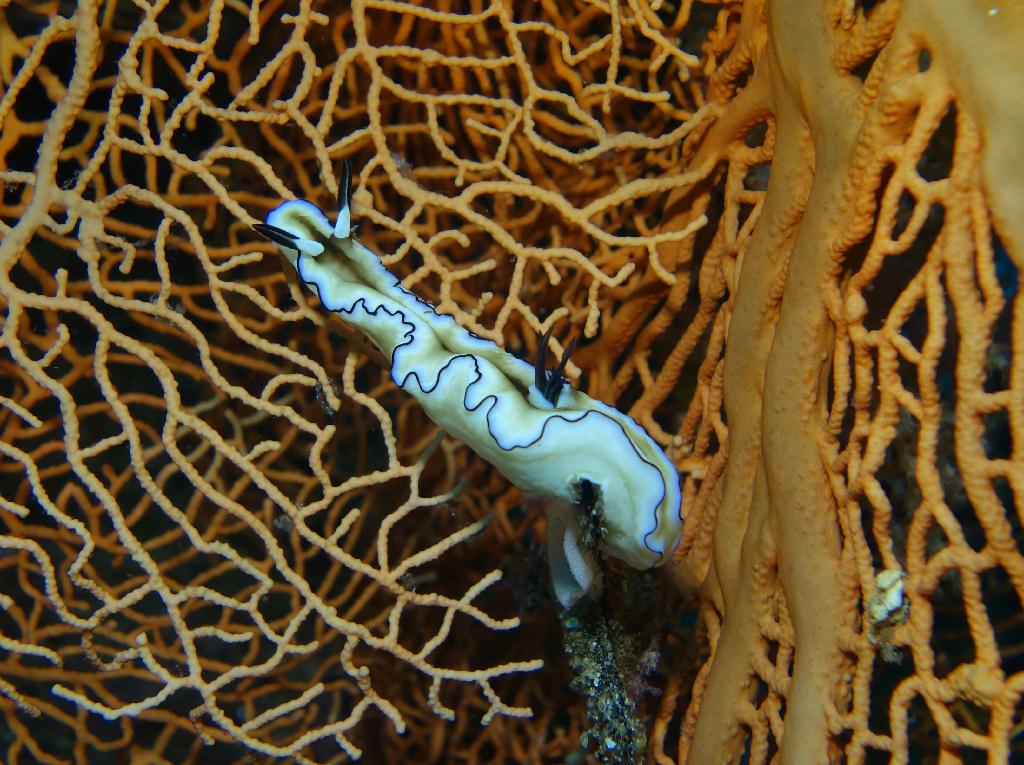 fun diving - 릴로안 #01 - 노블레스 - Tropical