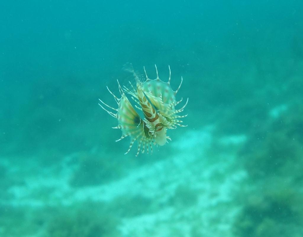 fun diving - 릴로안 #01 - 노블레스 - Tropical