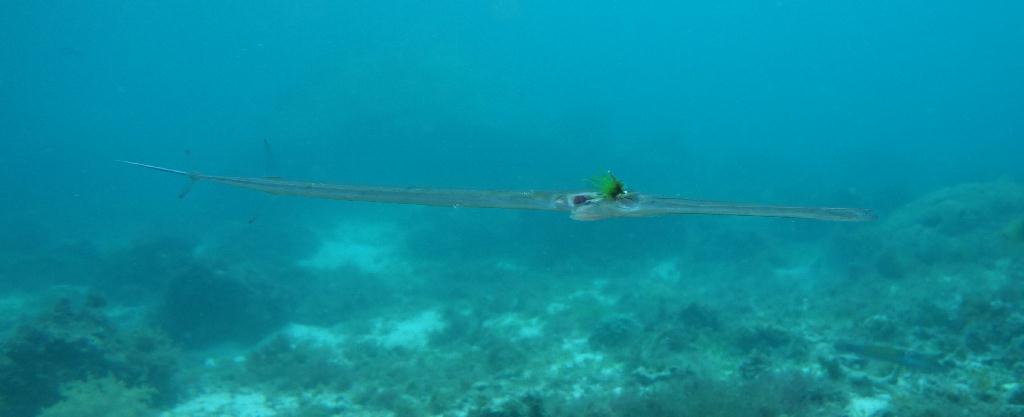 fun diving - 릴로안 #01 - 노블레스 - Tropical