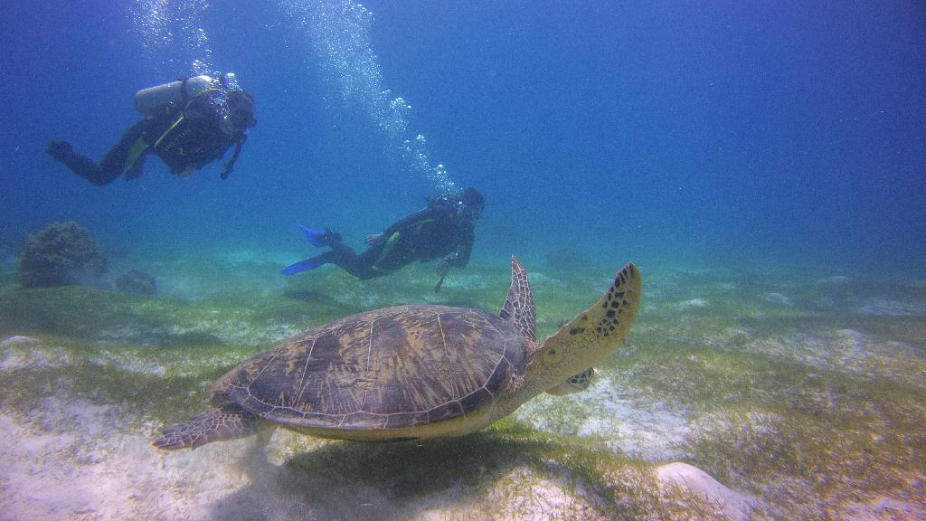 발리카샥 3차 - 발리카샥 - 블랙 포레스트