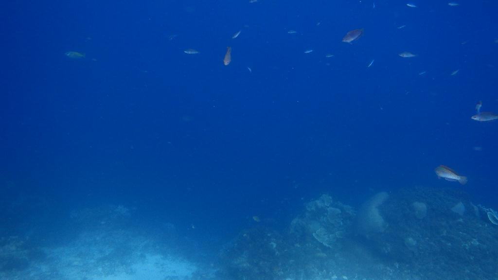 펀다이빙 3차 - 세부 막탄 - 힐루뚱안