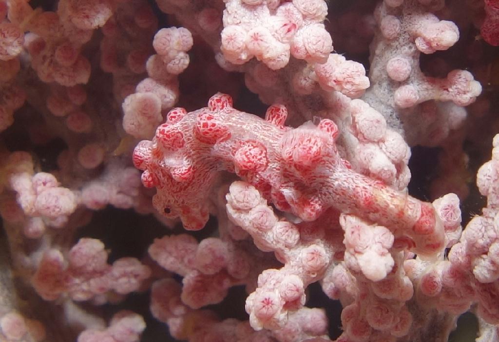 릴로안 #01 - 노블레스 - Kingdom