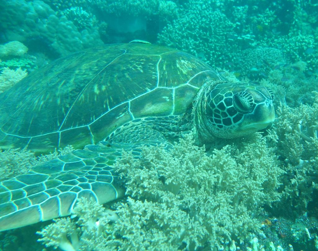 릴로안 #01 - 노블레스 - Mamsa (APO)