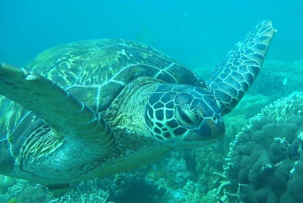 릴로안 #01 - 노블레스 - Mamsa (APO)