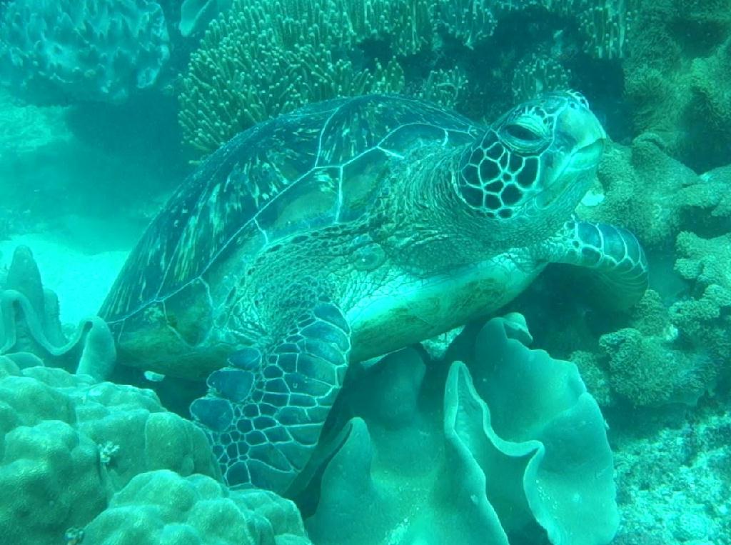 릴로안 #01 - 노블레스 - Mamsa (APO)