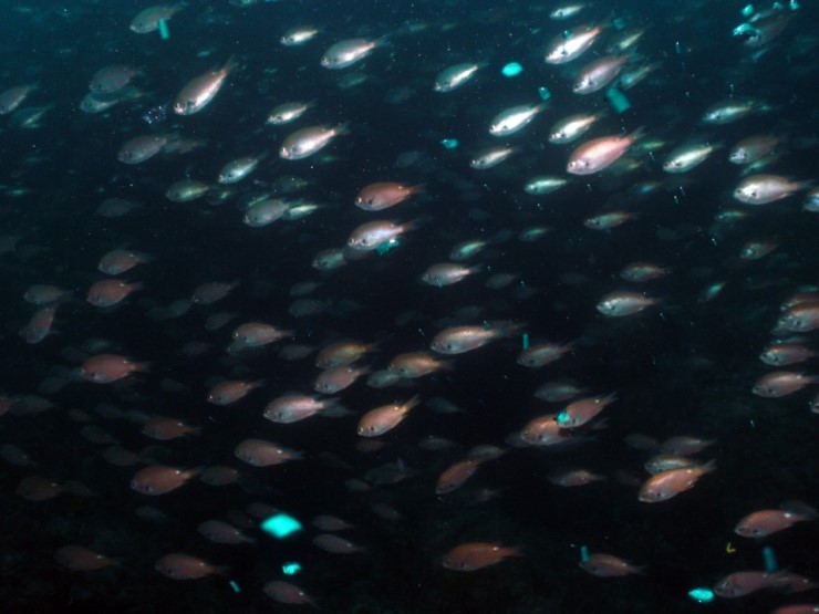 펀다이빙 - 제주도 성산 스쿠버 리조트 - 자리여