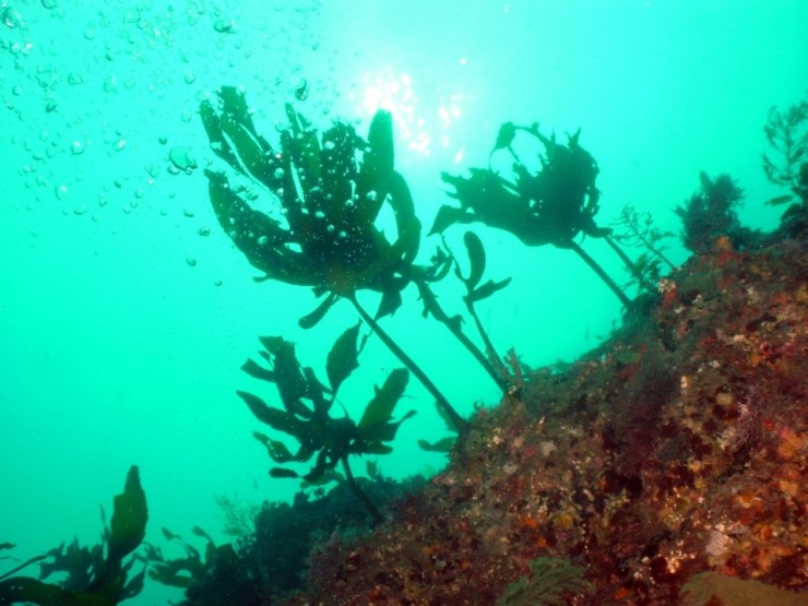 펀다이빙 - 제주도 성산 스쿠버 리조트 - 자리여