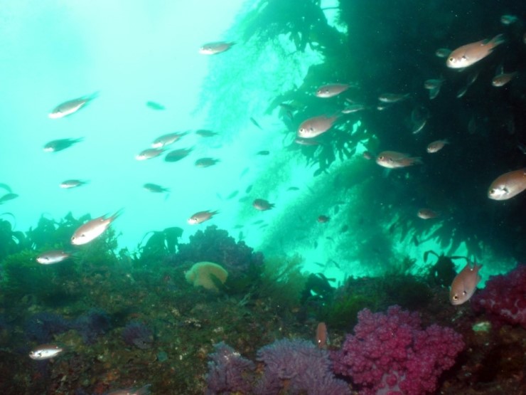 펀다이빙 - 제주도 성산 스쿠버 리조트 - 자리여