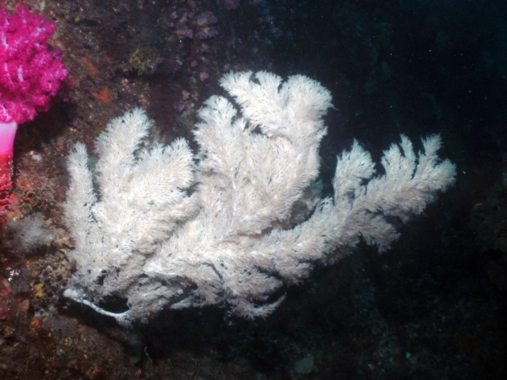 펀다이빙 - 제주도 성산 스쿠버 리조트 - 자리여