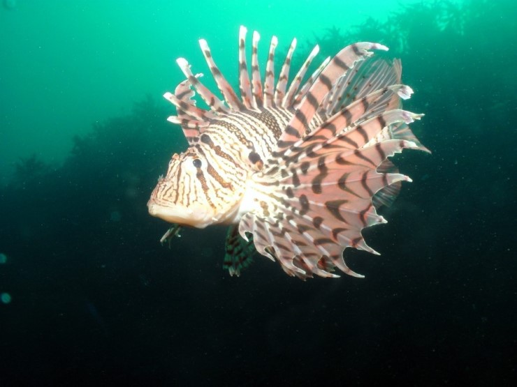 펀다이빙 - 제주도 성산 스쿠버 리조트 - 자리여