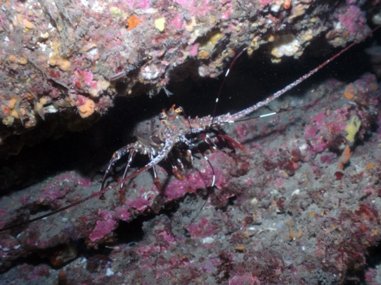 펀다이빙 - 제주도 성산 스쿠버 리조트 - 자리여