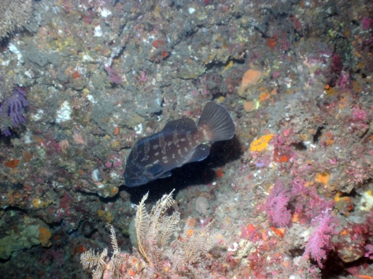 펀다이빙 - 제주도 성산 스쿠버 리조트 - 자리여