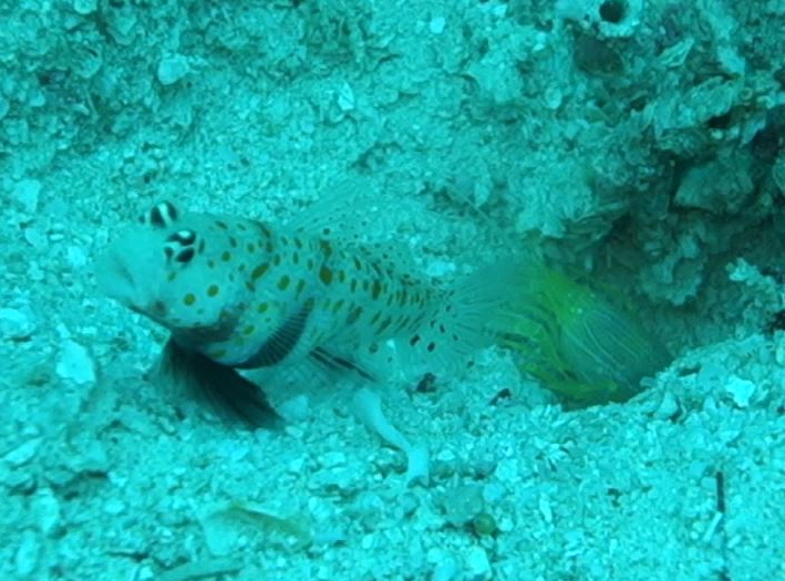 fun diving - 릴로안 #01 - 노블레스 - Tropical