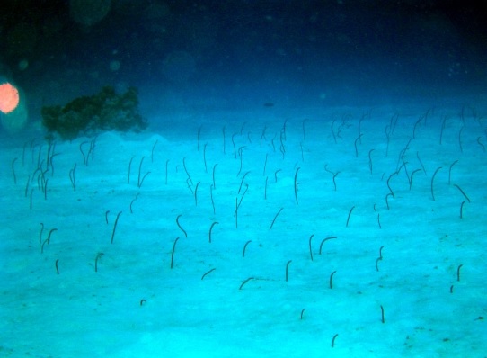 Okinawa Seasir Dive - Touma No.2