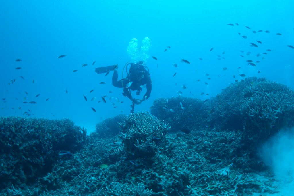 Okinawa Seasir Dive - Jitsuru