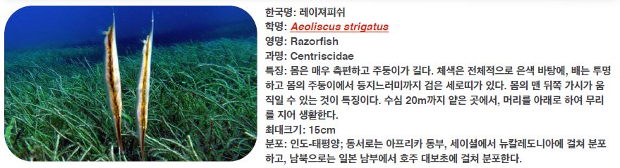 펀 다이빙 - OCEANIC QUEST IN BRUNEI - Abana pole