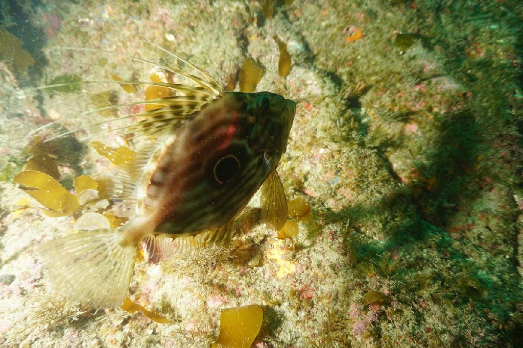 제주도 - 문섬(새끼섬)